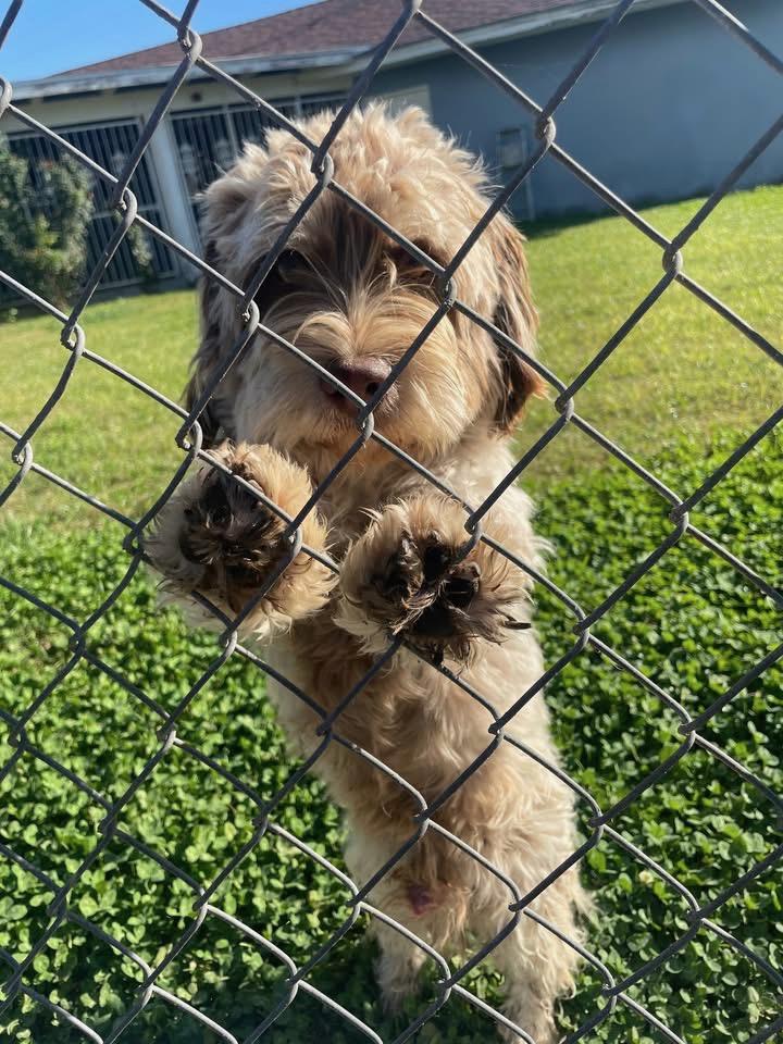 Enlarge Strudel, a Adopted mixed breed in Fresno, CA image 6/6