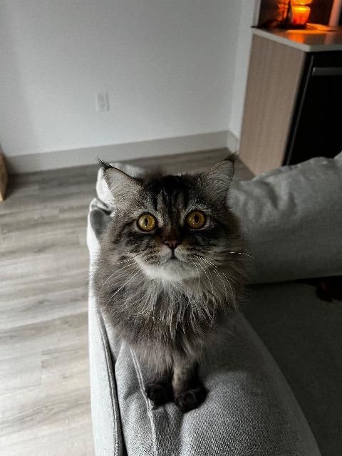 Enlarge Moose, a Adopted mixed breed in New Braunfels, TX image 1/1