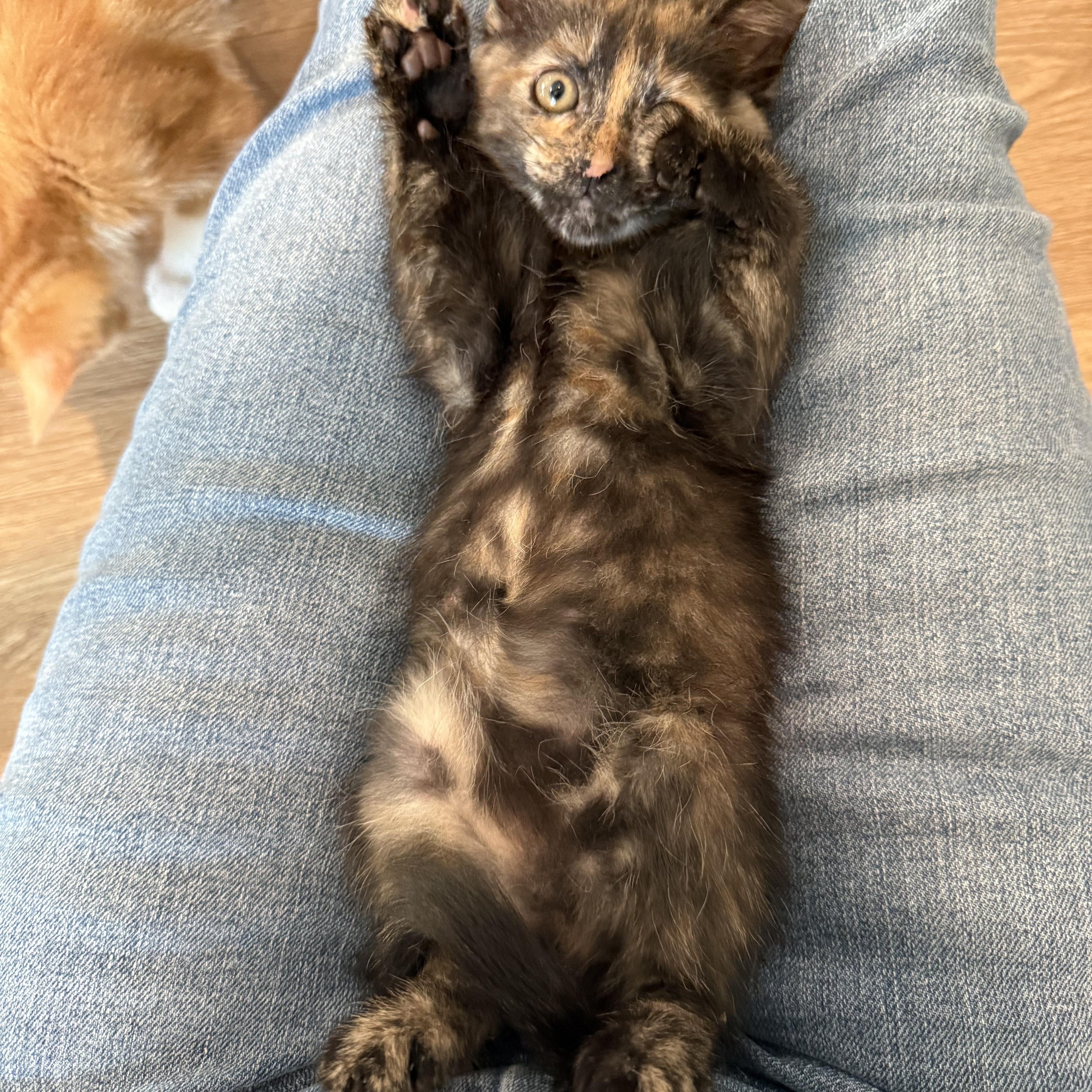 Penny, a Adoptable mixed breed in Laguna Beach, CA image 3/5