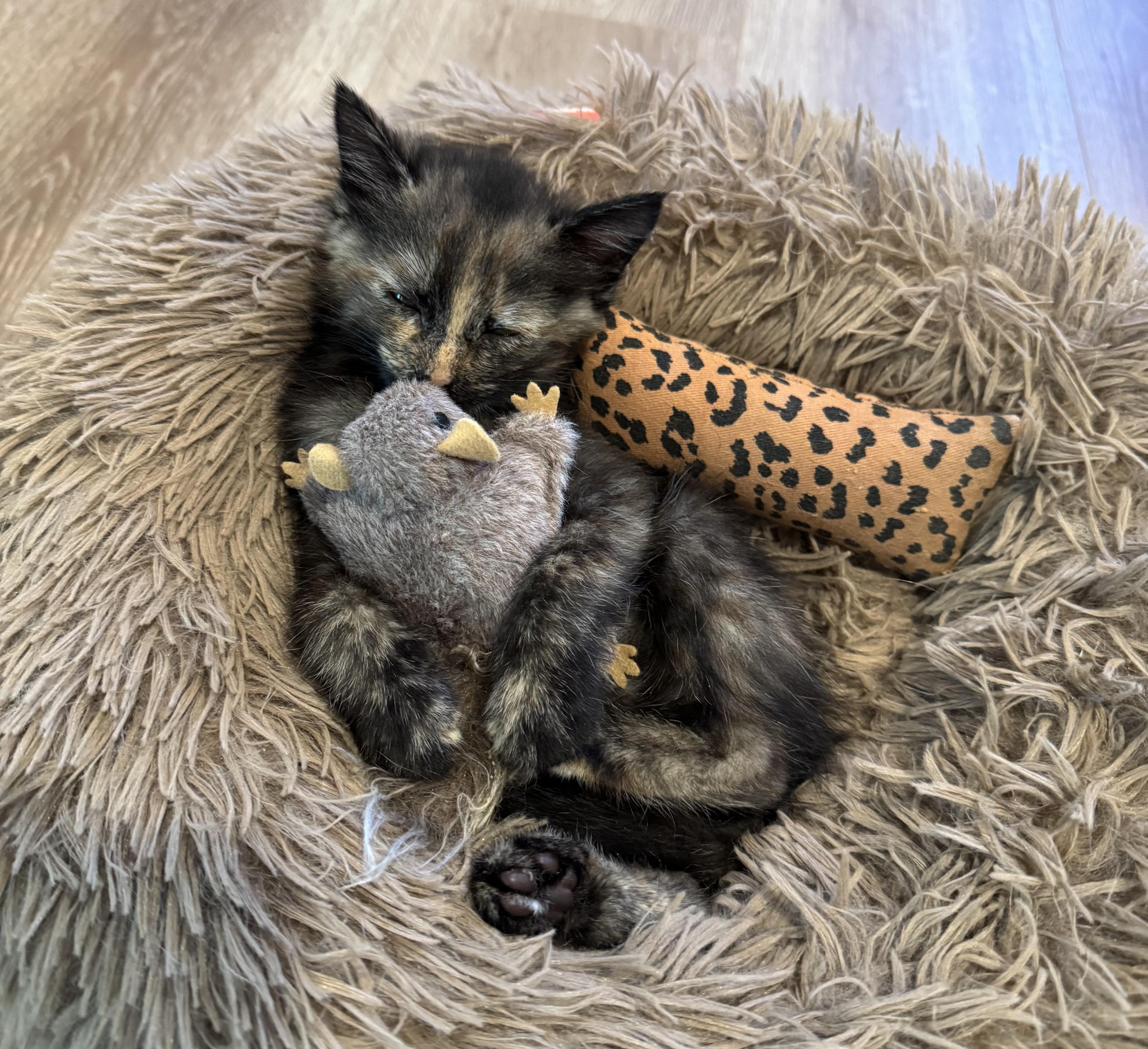 Penny, a Adoptable mixed breed in Laguna Beach, CA image 2/5