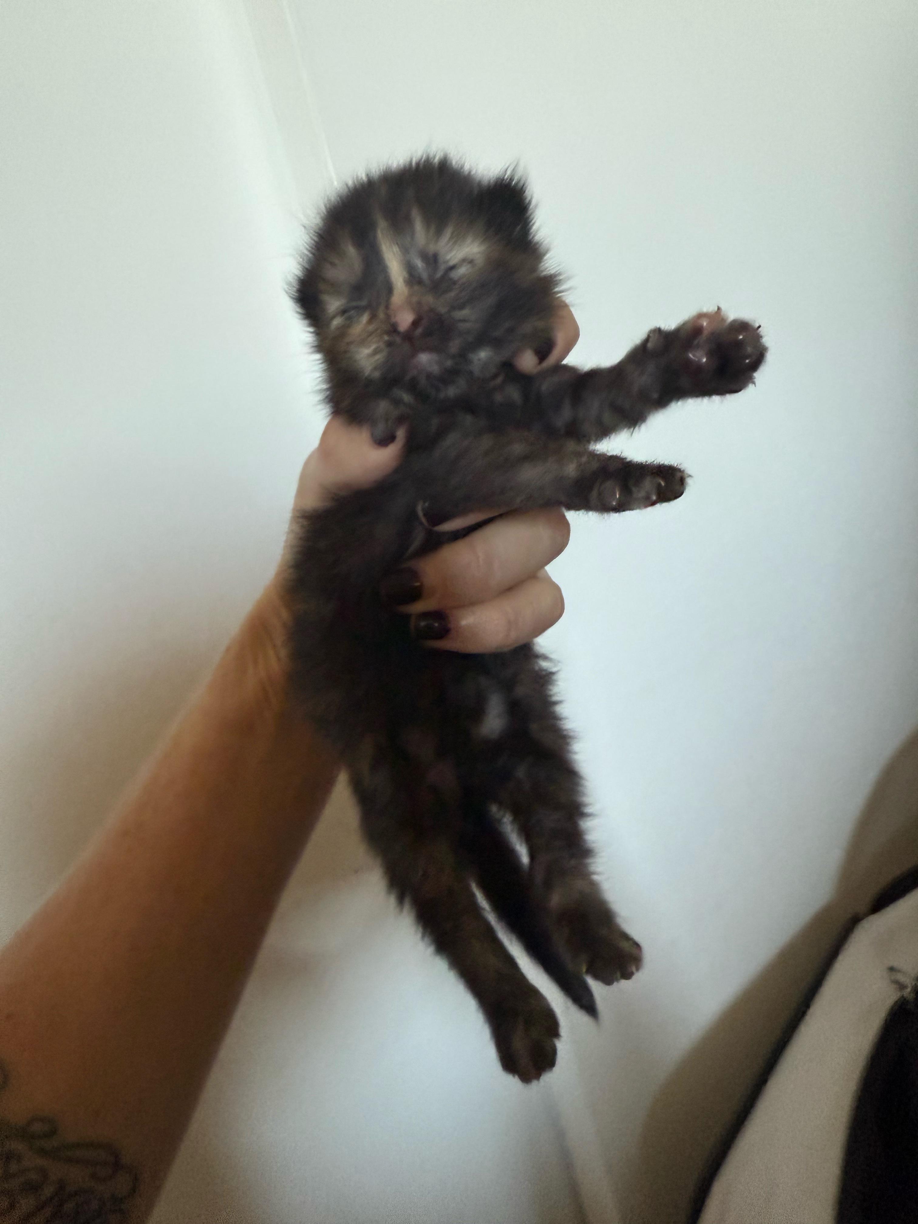 Penny, a Adoptable mixed breed in Laguna Beach, CA image 5/5