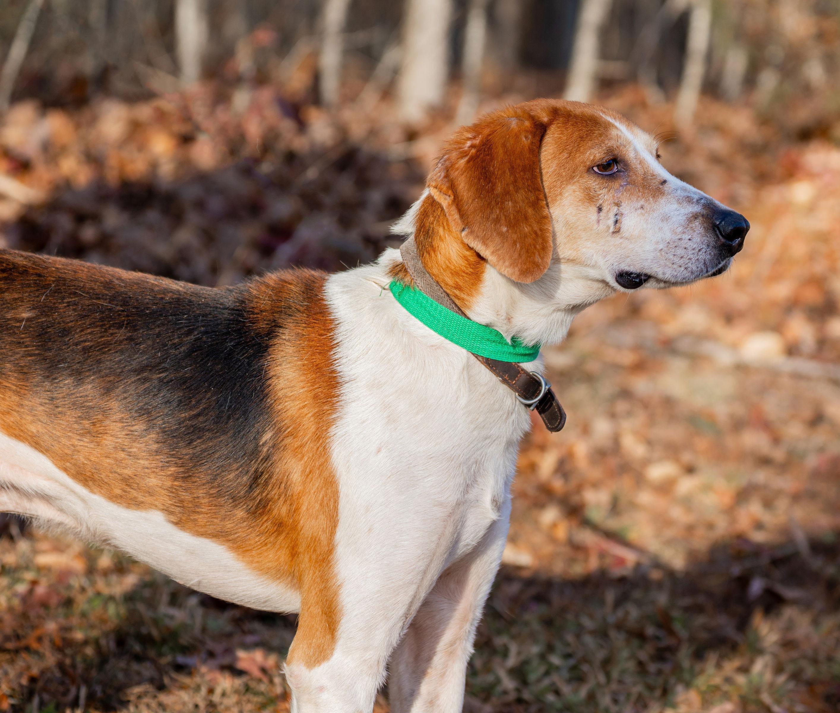 Jack, a ADOPTABLE American Foxhound in Lexington, MA image 4/4