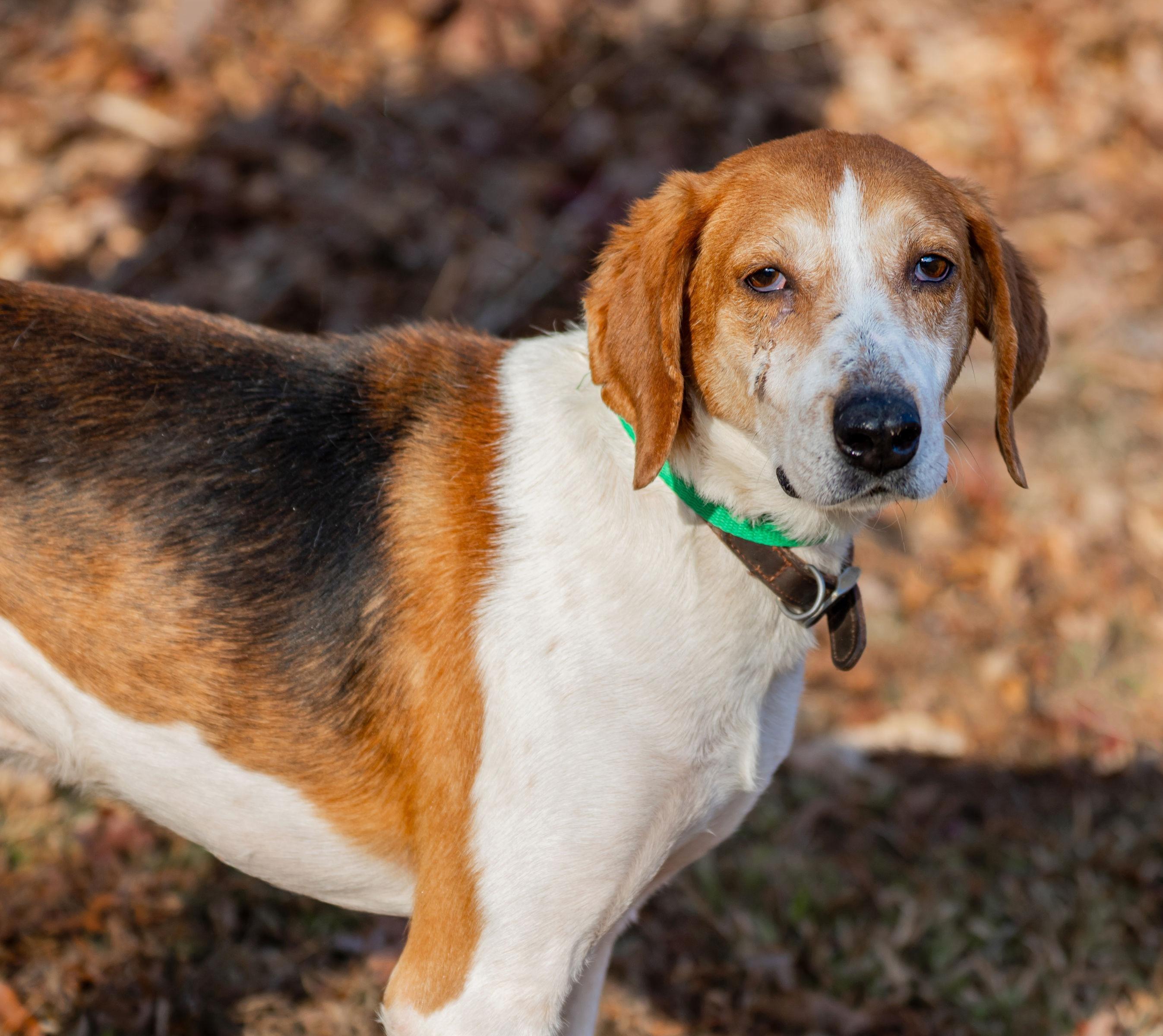 Jack, ADOPTABLE, Adult Male American Foxhound.