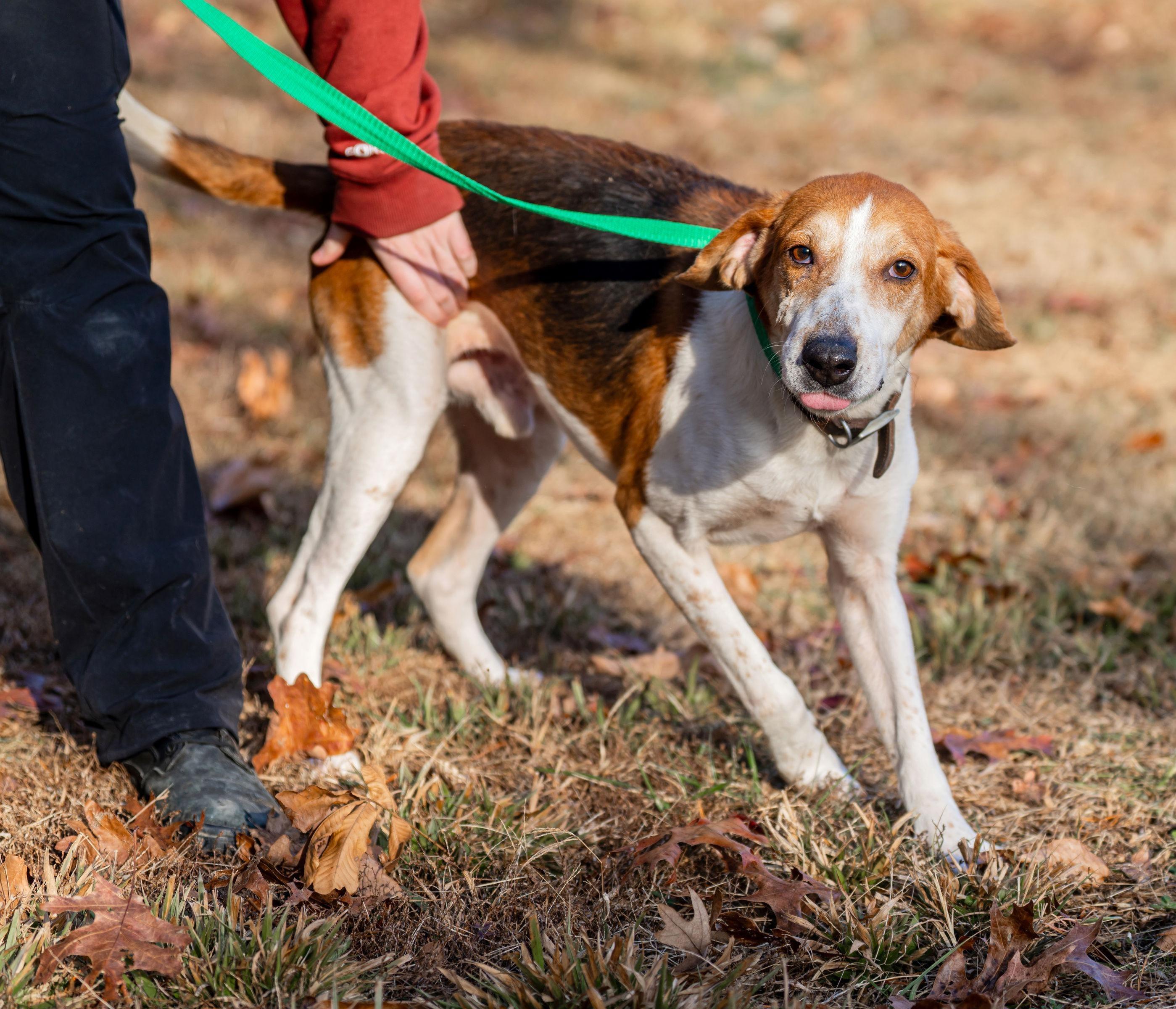 Jack, a ADOPTABLE American Foxhound in Lexington, MA image 3/4