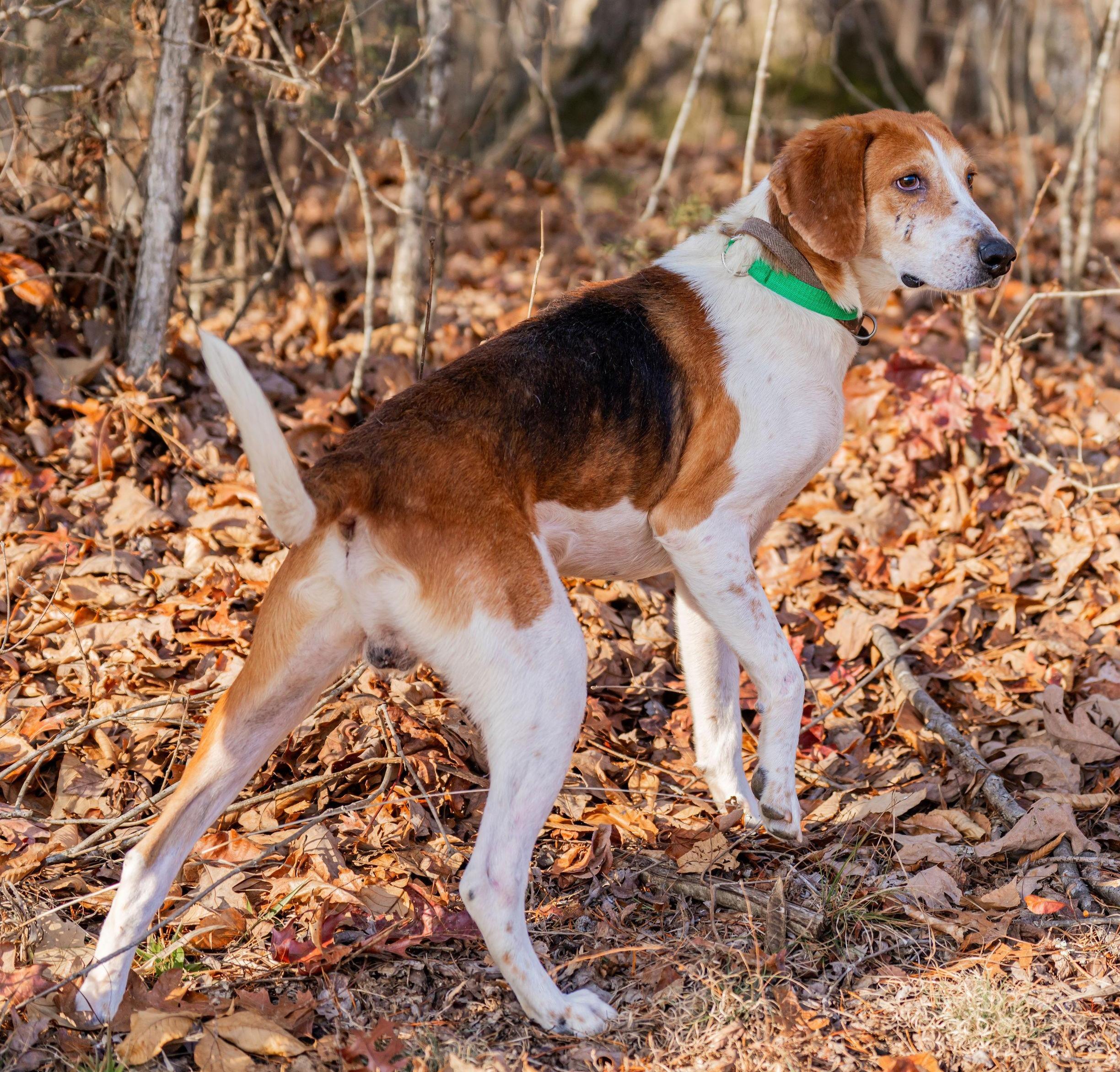 Jack, a ADOPTABLE American Foxhound in Lexington, MA image 2/4