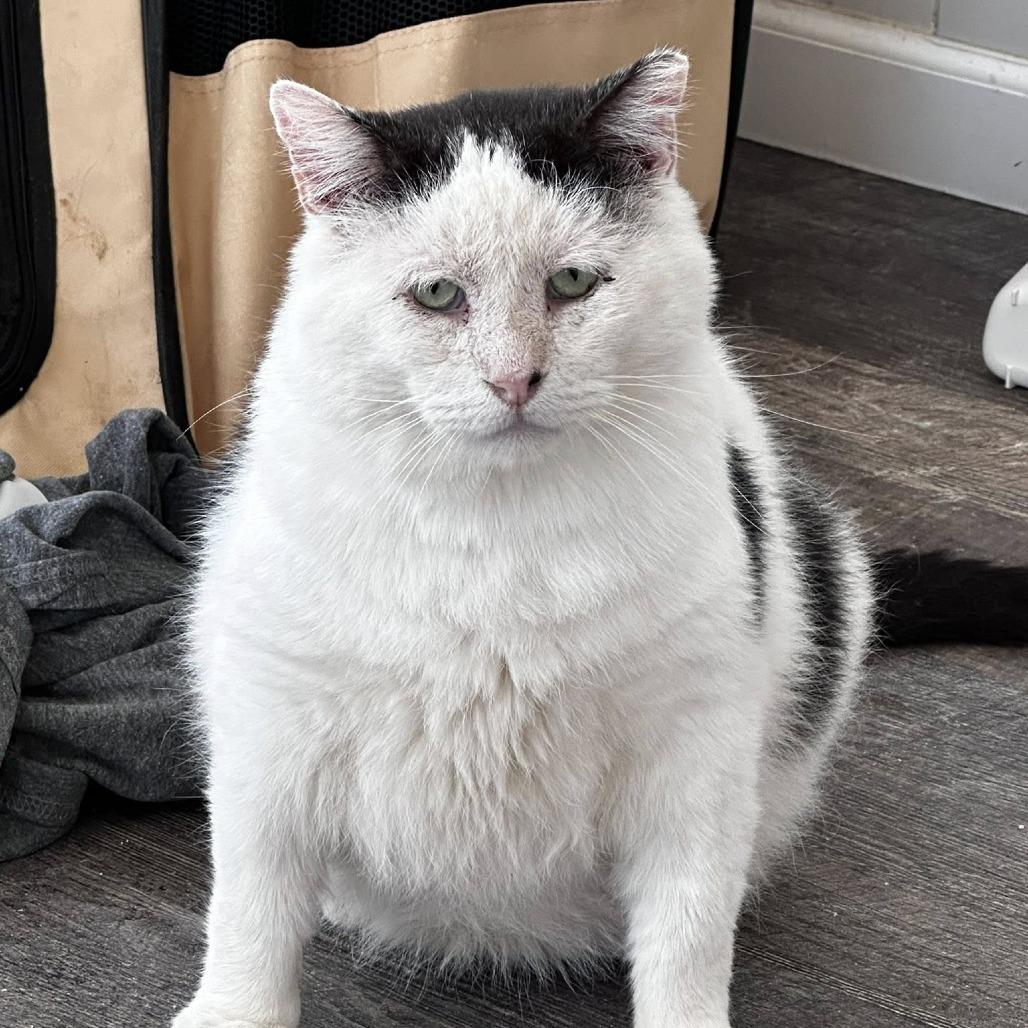 King Richard, Adoptable, Senior Male Domestic Short Hair.