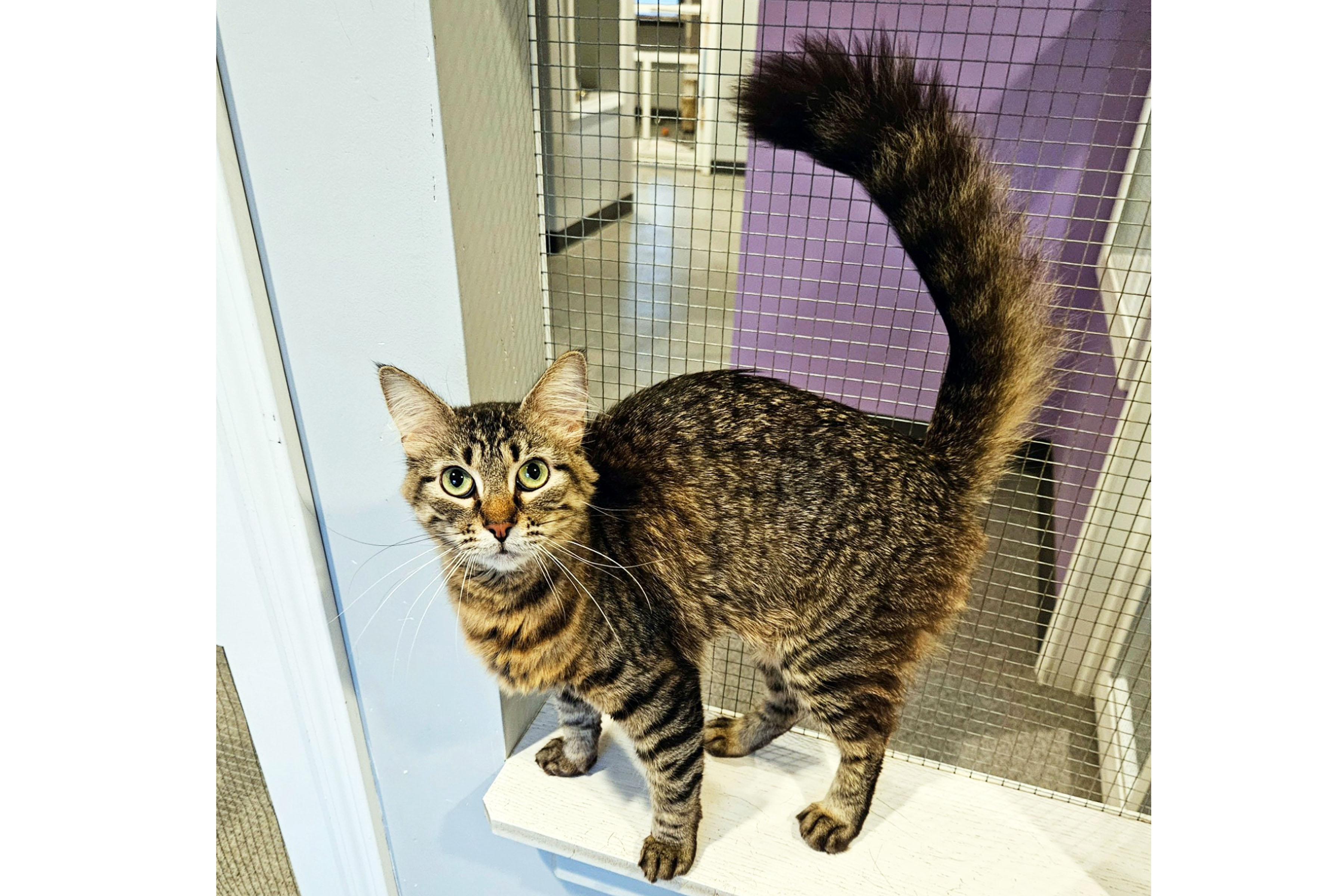 Swansea, ADOPTABLE, Young Female Domestic Medium Hair.