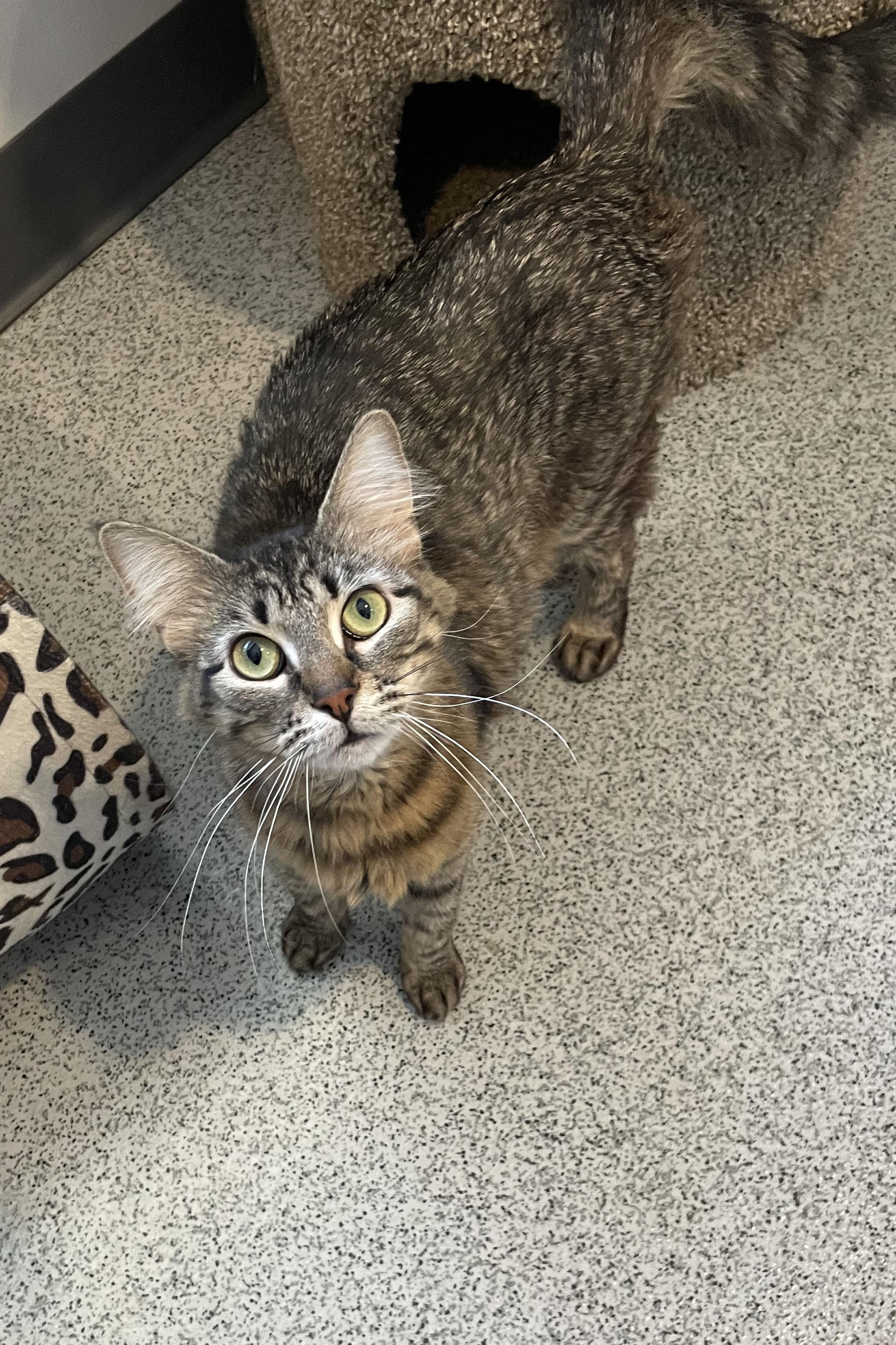 Enlarge Swansea, a ADOPTABLE Domestic Medium Hair in Lincoln, NE image 2/3