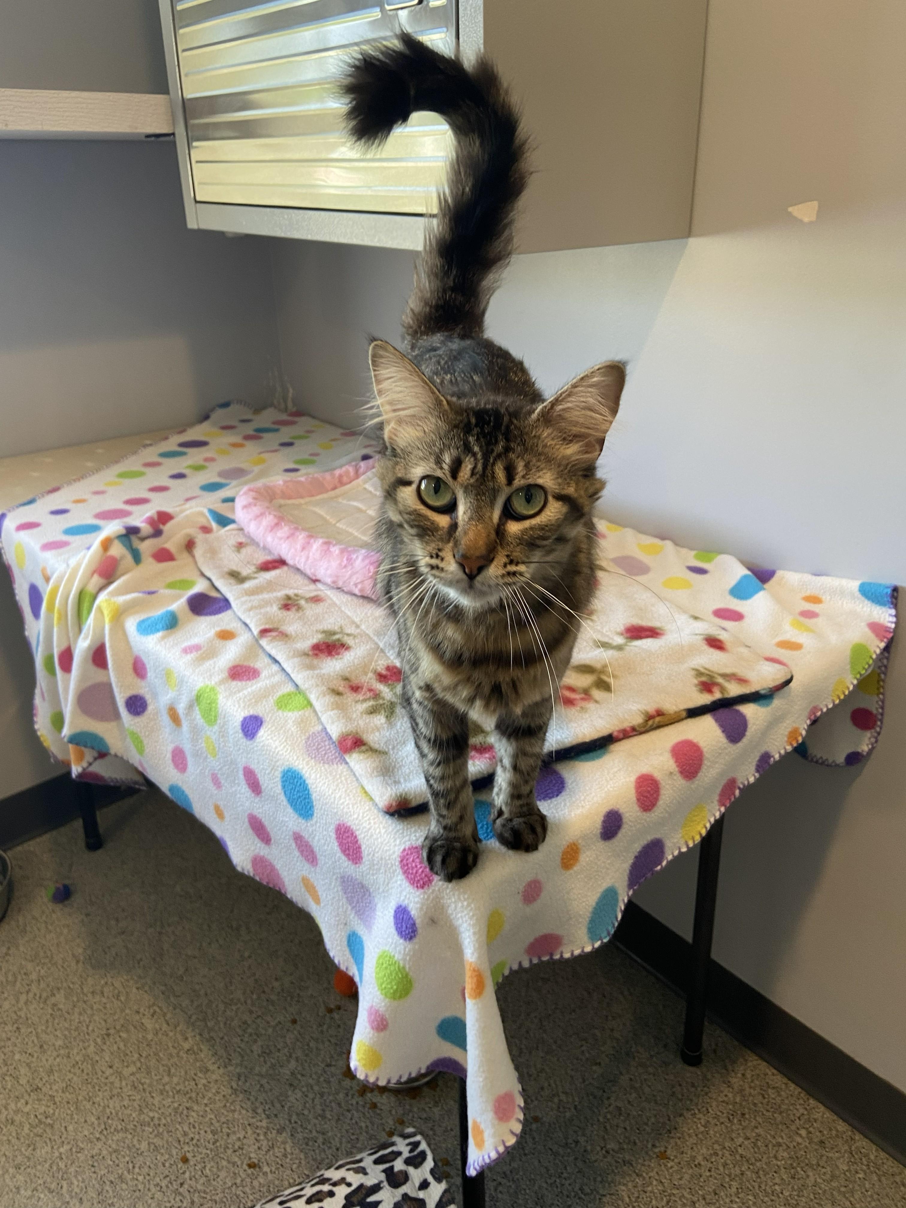 Enlarge Swansea, a ADOPTABLE Domestic Medium Hair in Lincoln, NE image 3/3