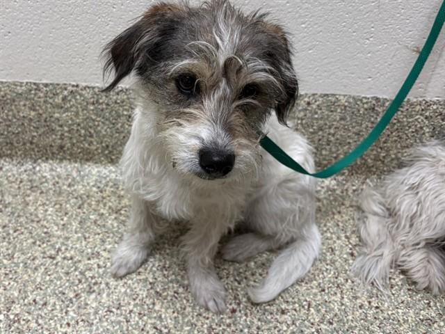 OLLIE, Adoptable, Young Male Terrier & Mixed Breed.