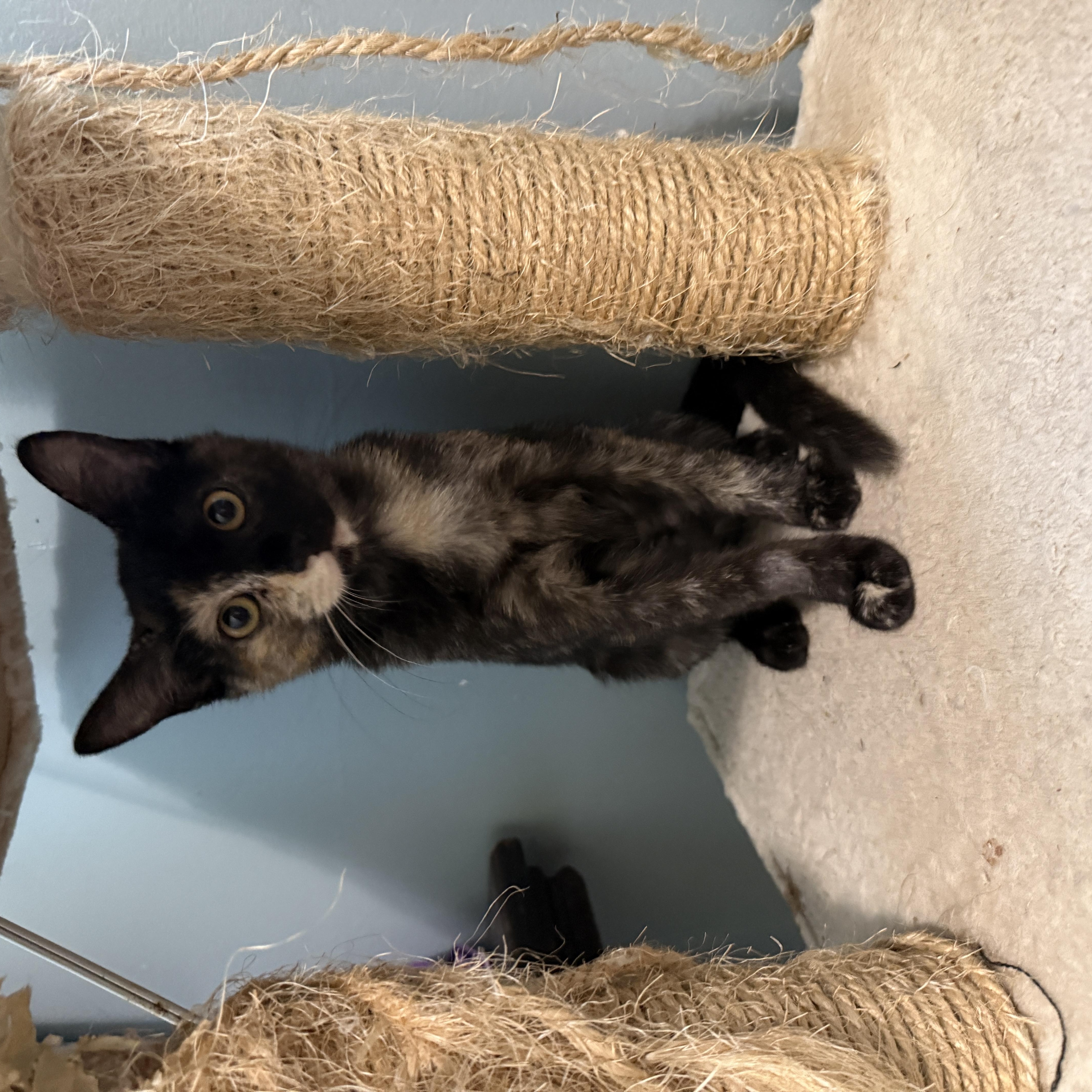Opera, Adopted, Kitten Female Calico & Domestic Short Hair.