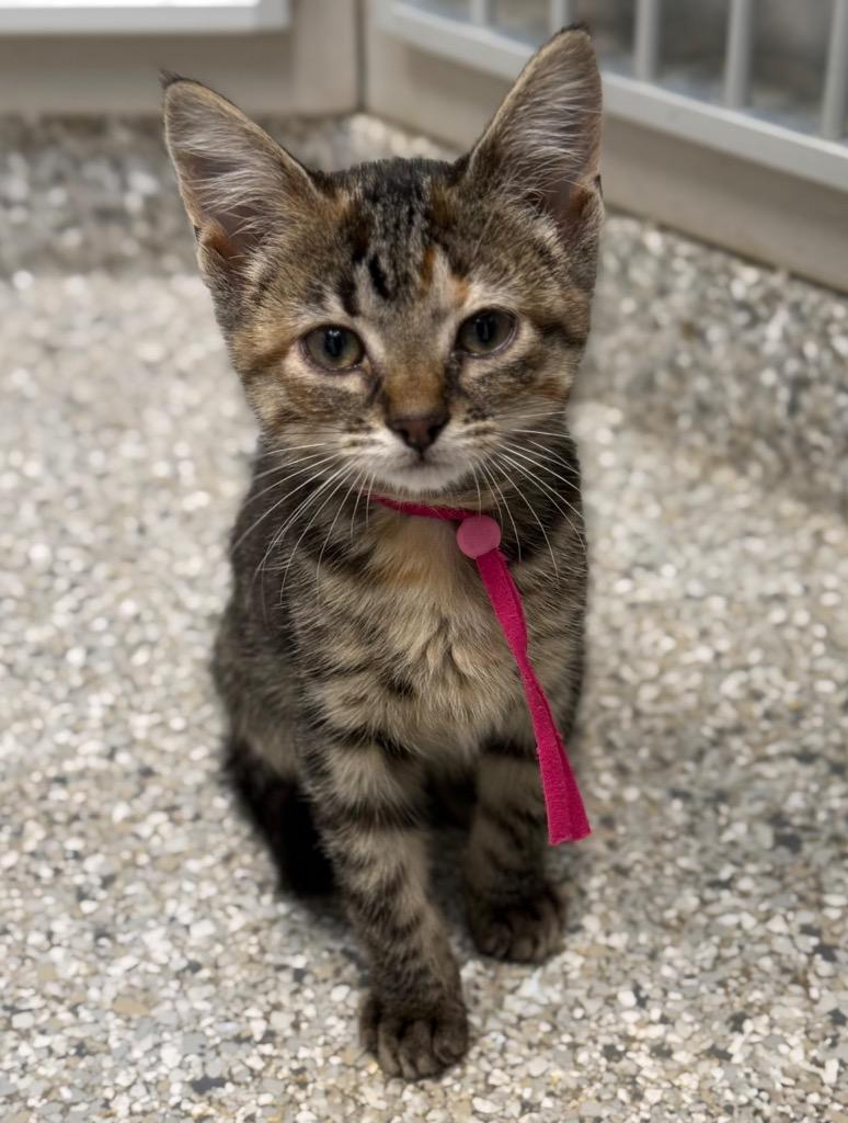 Unity, Adoptable, Kitten Female Domestic Short Hair.