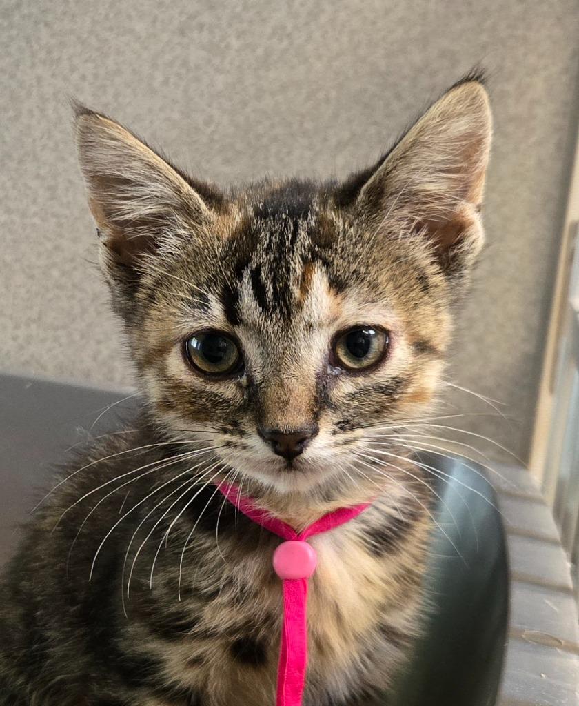 Enlarge Unity, a Adoptable mixed breed in Viroqua, WI image 1/1