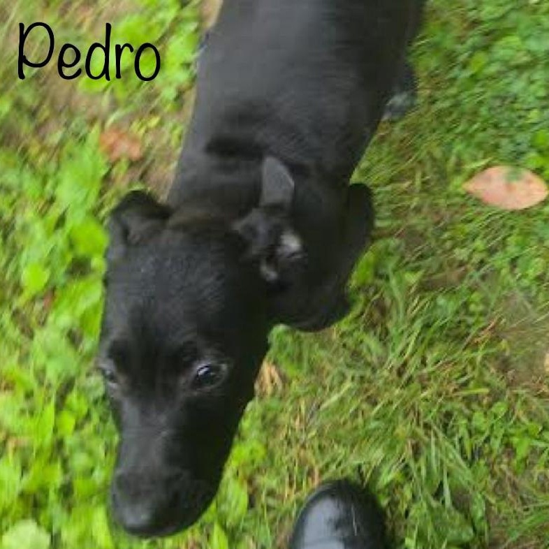 Pedro, Adoptable, Puppy Male Mixed Breed.