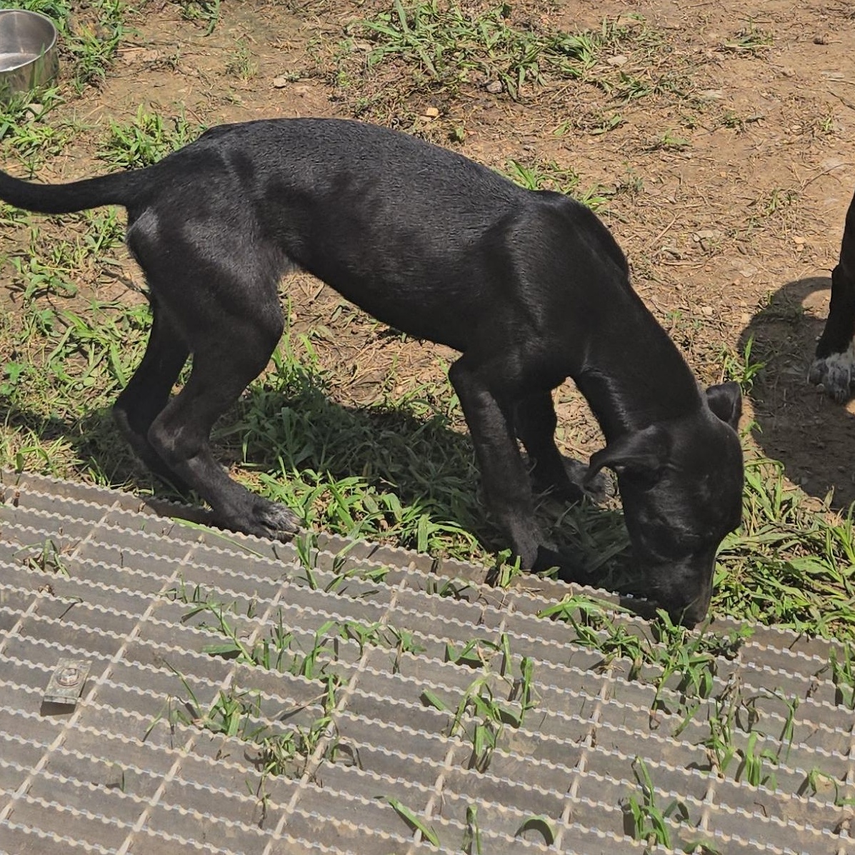 Pedro, a Adoptable Mixed Breed in Sweetwater, TN image 2/2
