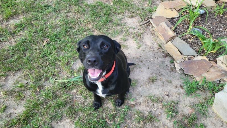 Lilly 25, Adoptable, Young Female Labrador Retriever.