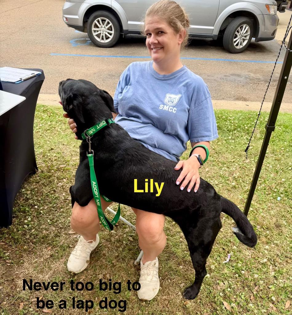 Enlarge Lilly 25, a Adoptable mixed breed in Brookhaven, MS image 1/4