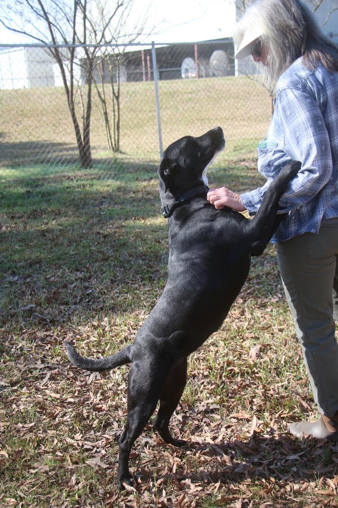 Lilly 25, Adoptable, Young Female Labrador Retriever.