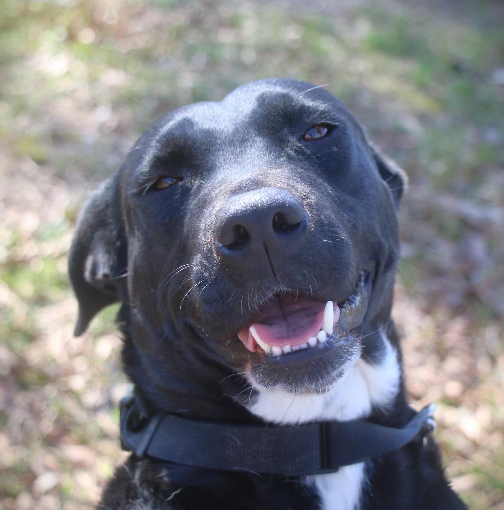 Enlarge Lilly 25, a Adoptable mixed breed in Brookhaven, MS image 3/4