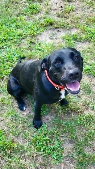Enlarge Lilly 25, a Adoptable mixed breed in Brookhaven, MS image 2/4