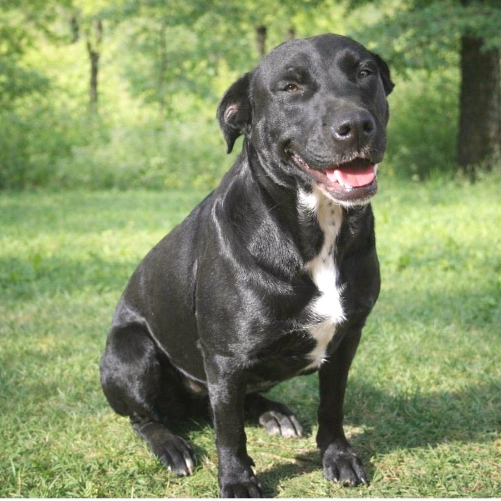 Enlarge Lilly 25, a Adoptable mixed breed in Brookhaven, MS image 4/4