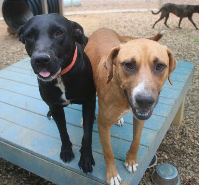 Enlarge Lilly 25, a Adoptable mixed breed in Brookhaven, MS image 3/4