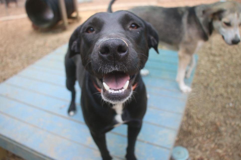 Enlarge Lilly 25, a Adoptable mixed breed in Brookhaven, MS image 4/4