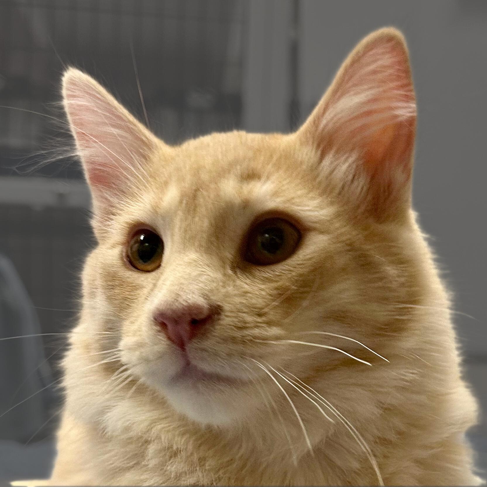 Enlarge Reggiano, a Adopted mixed breed in Santa Fe, NM image 2/3