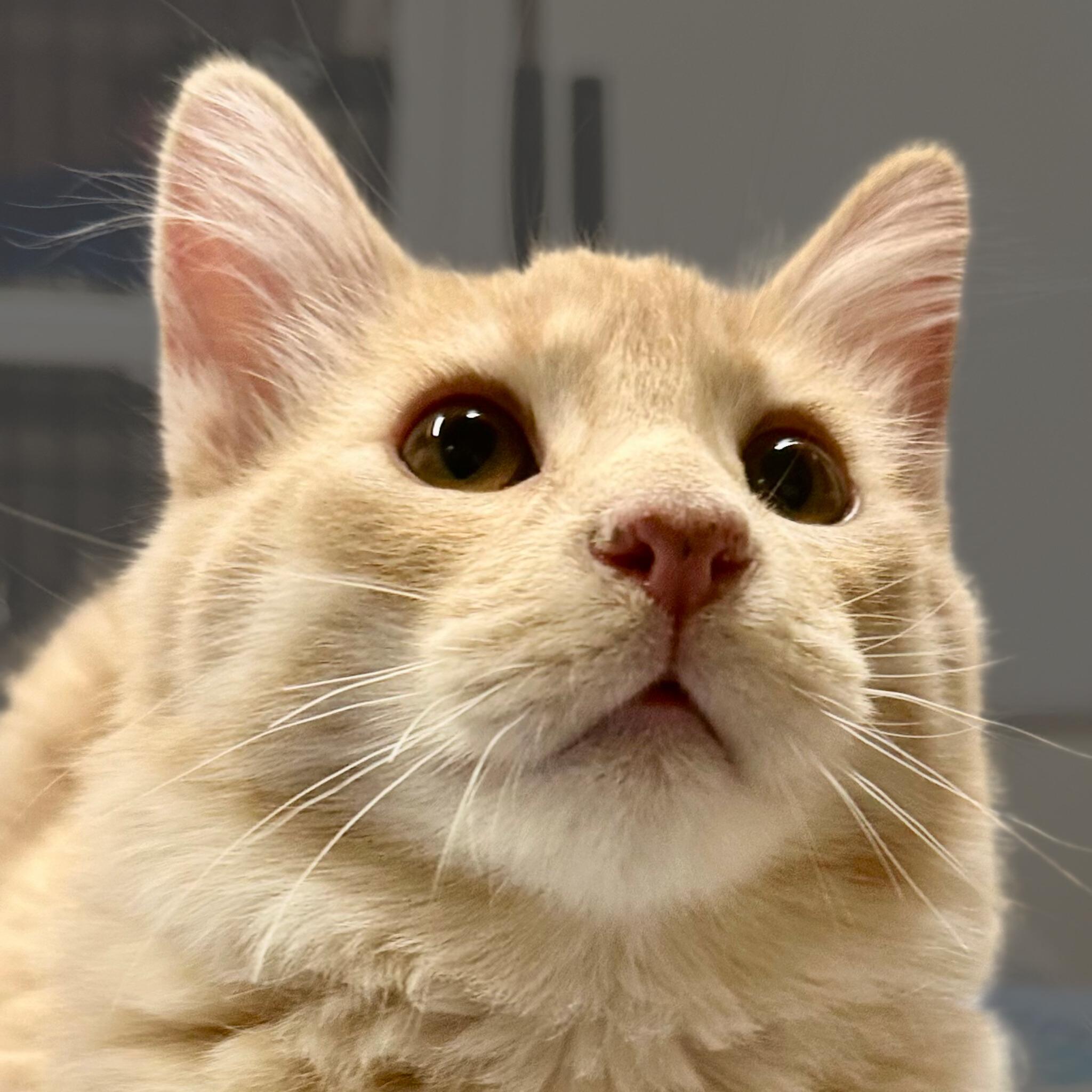 Enlarge Reggiano, a Adopted mixed breed in Santa Fe, NM image 3/3