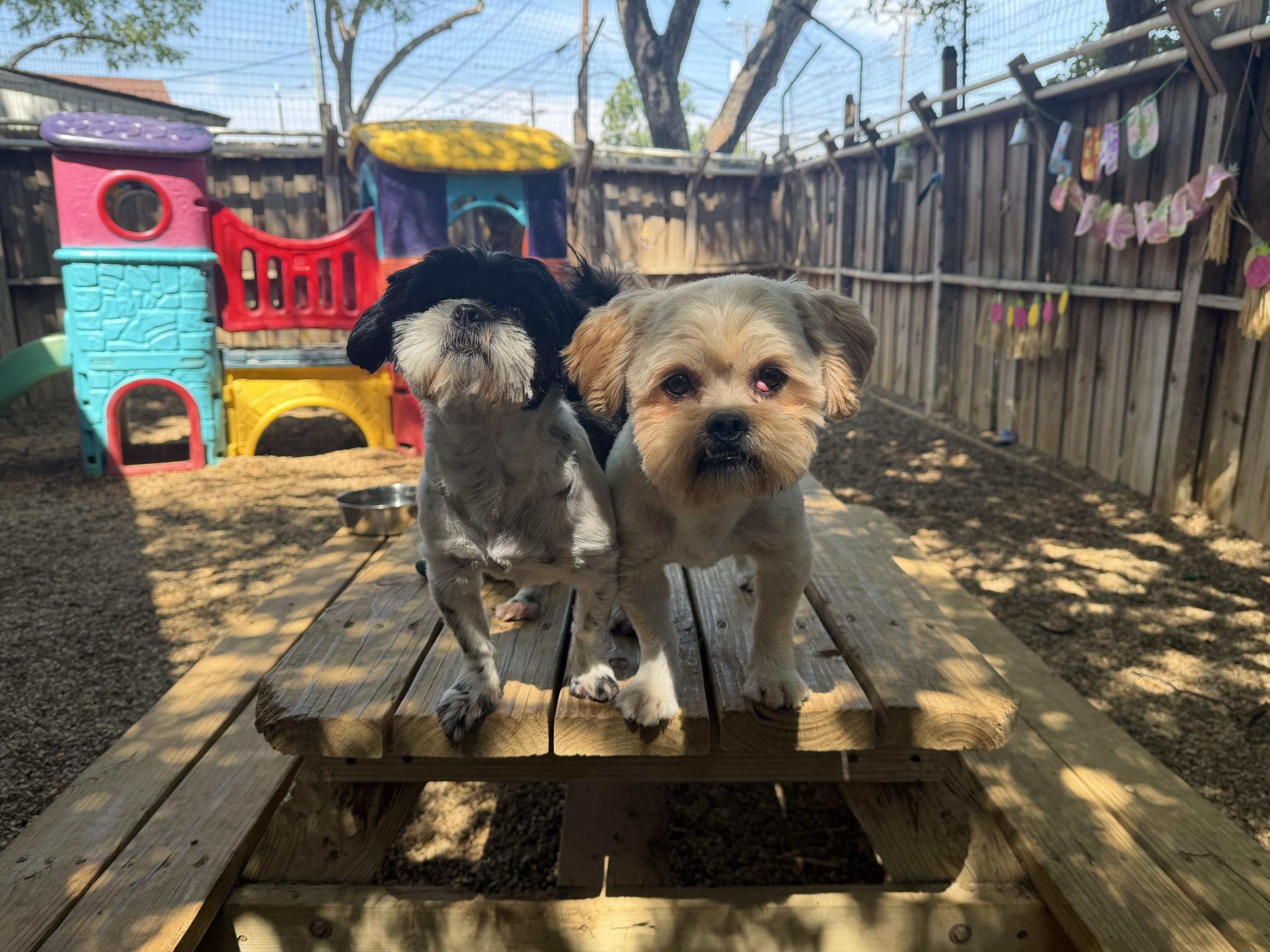 Ruby & Max, Adoptable, Young Male Shih Tzu.