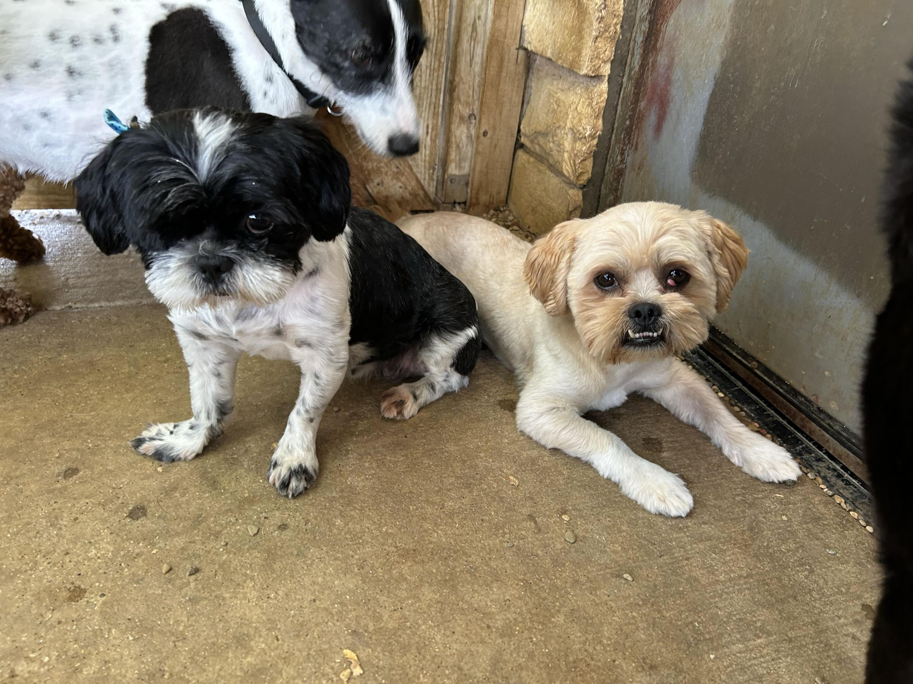 Enlarge Ruby & Max, a Adoptable mixed breed in Pantego, TX image 6/6
