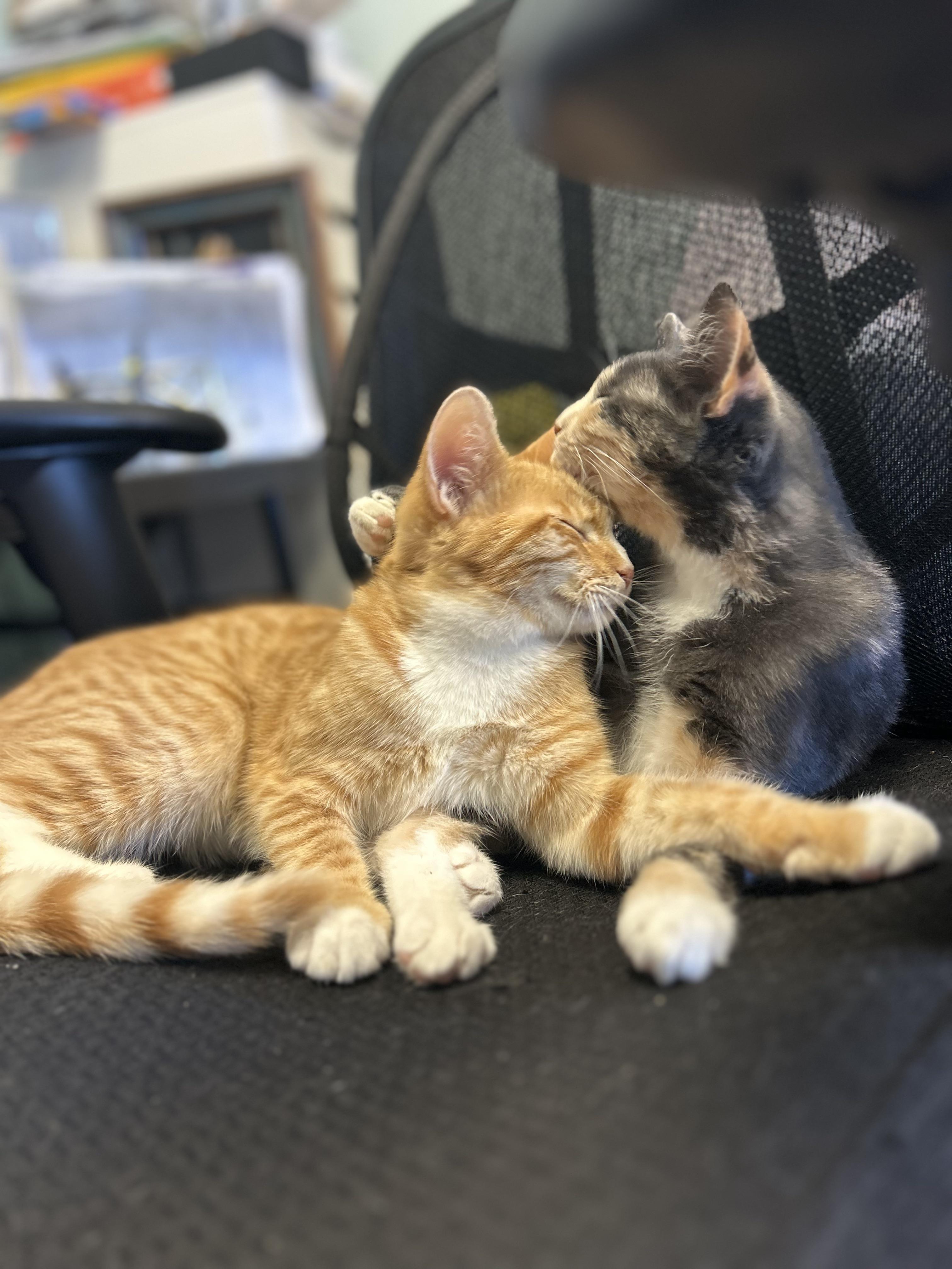 Margo & Milo (Bonded Mom & Son)
