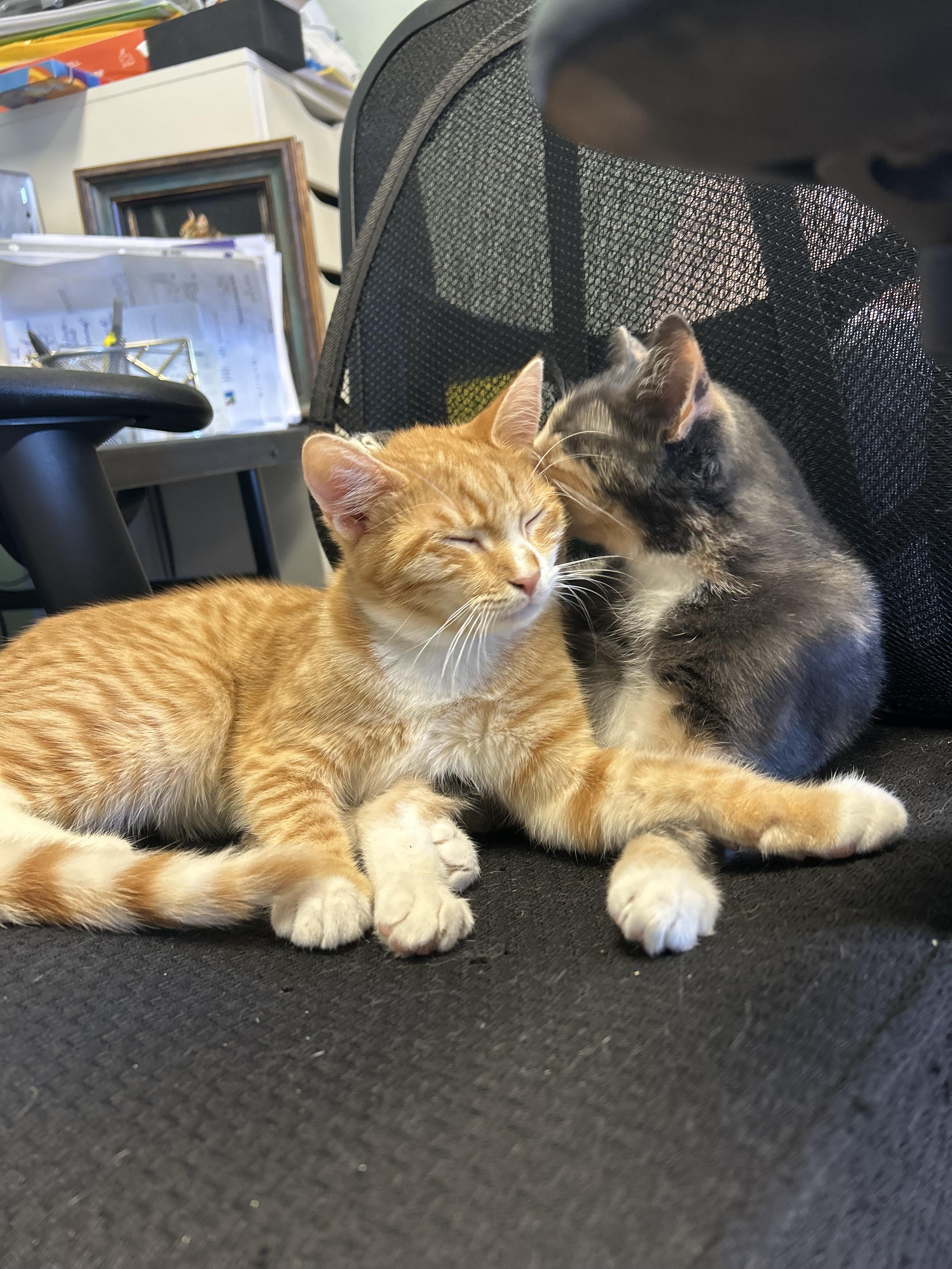 Margo & Milo (Bonded Mom & Son)