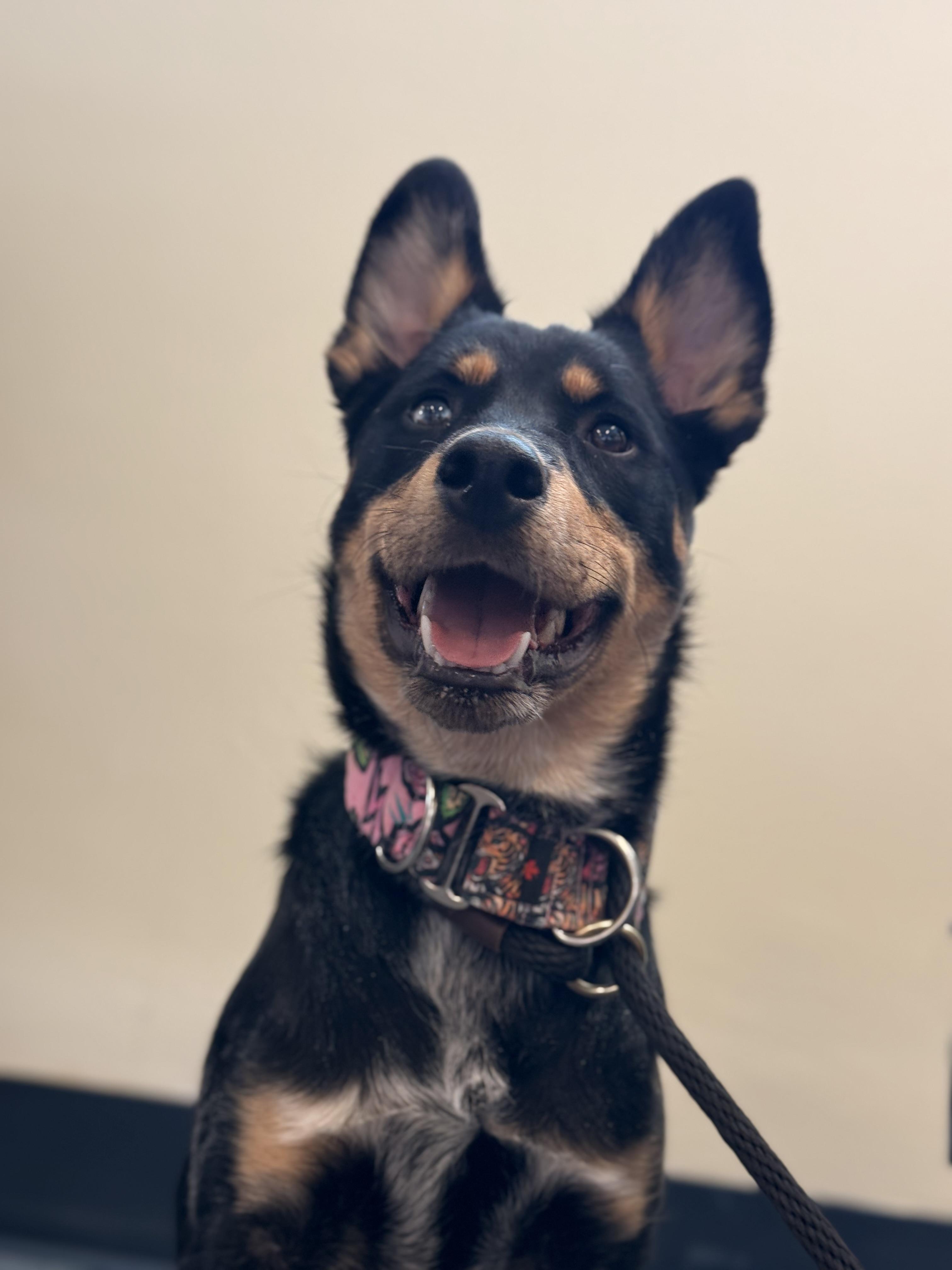 Enlarge Chase, an adopted mixed breed in Hamilton, ON image 6/6