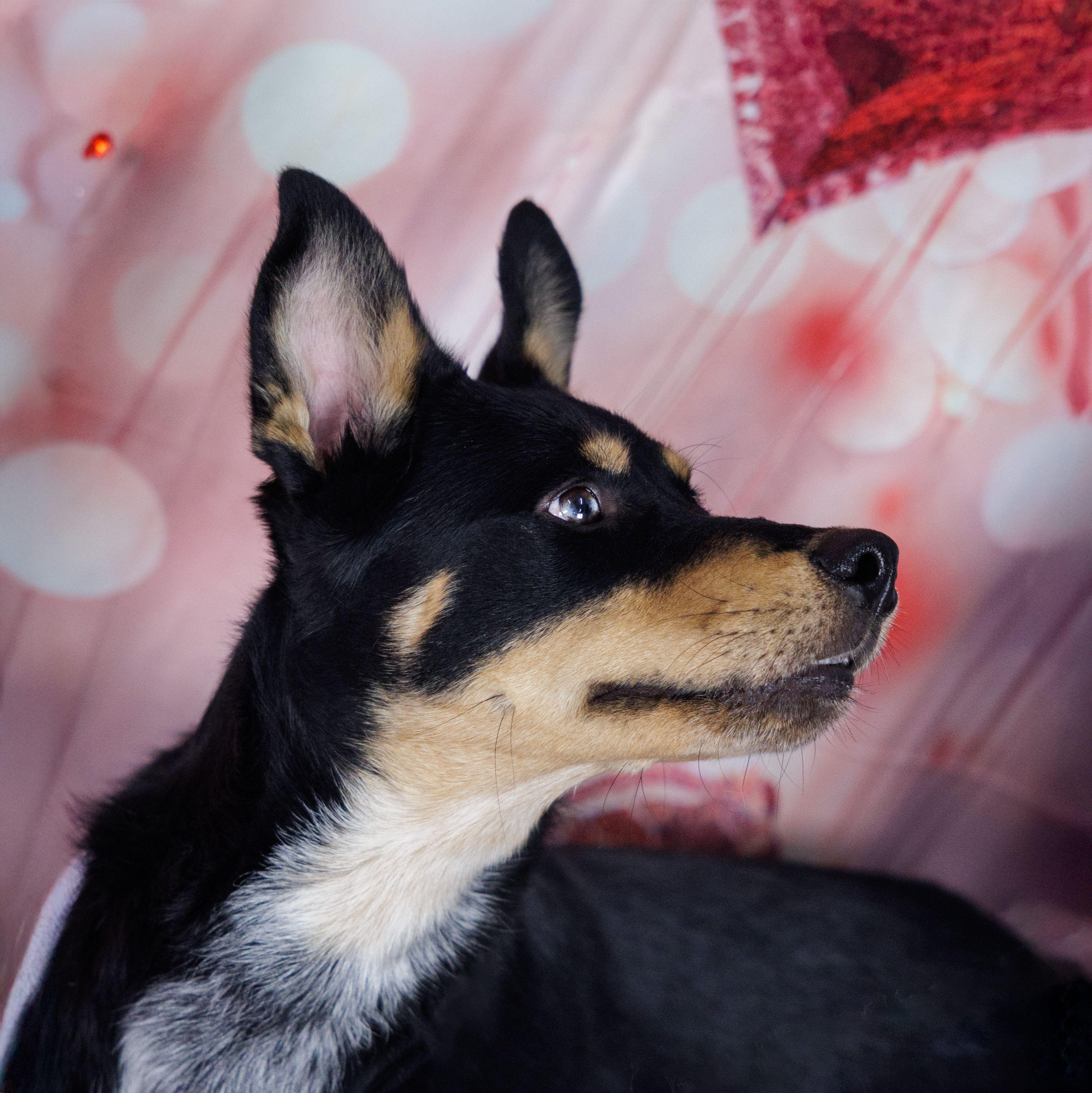 Enlarge Chase, an adopted mixed breed in Hamilton, ON image 2/6