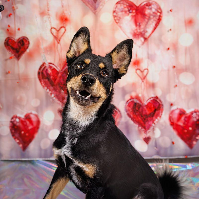 Chase, adopted, Adult Male Australian Kelpie.