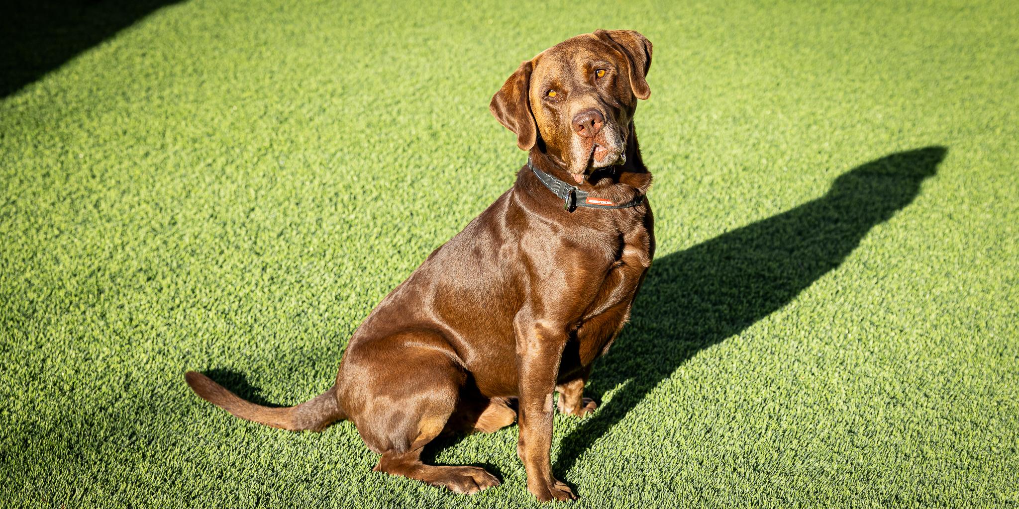 Enlarge Logan, a Adopted Labrador Retriever in Las Vegas, NV image 2/5