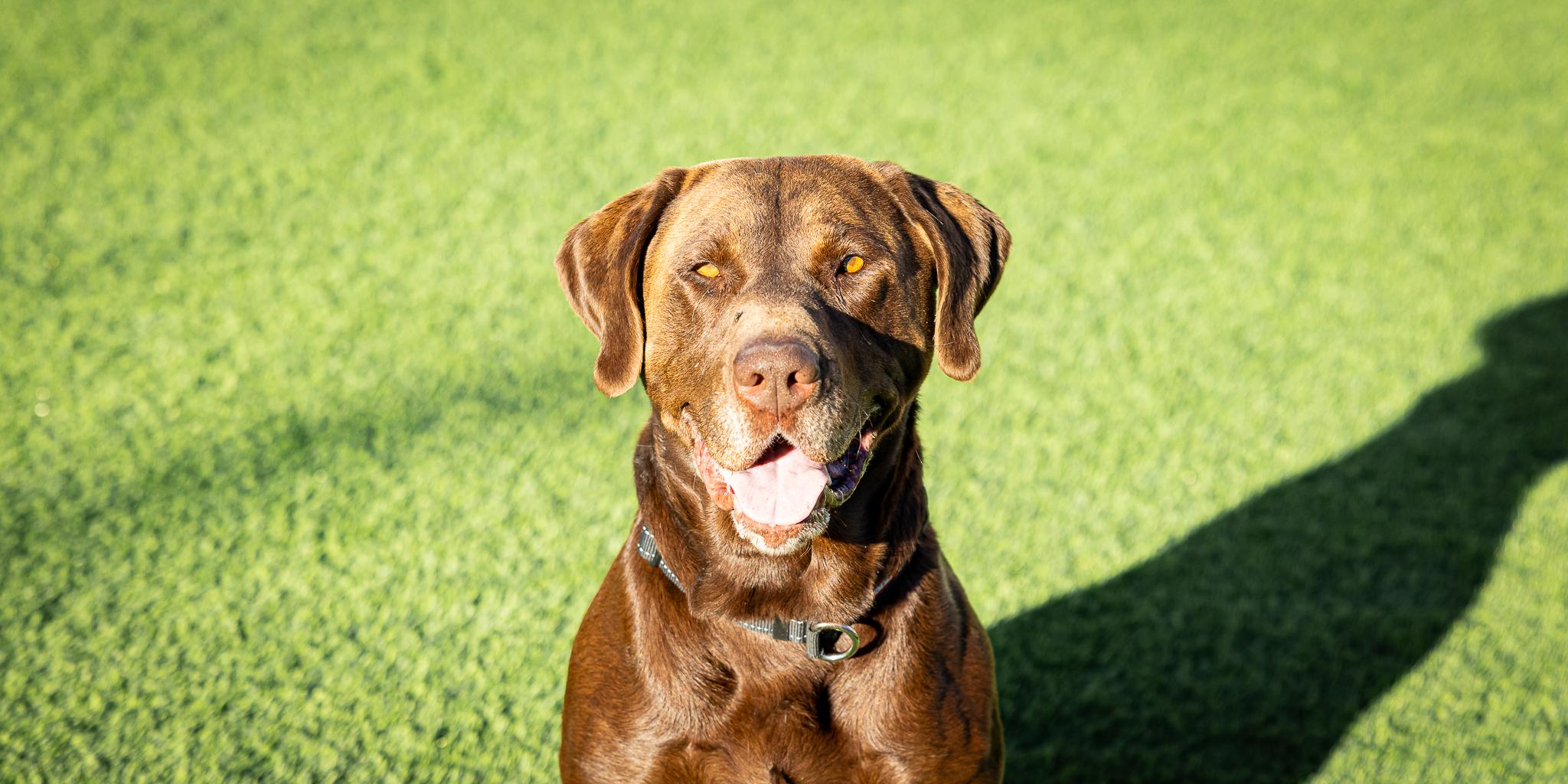 Logan, Adopted, Adult Male Labrador Retriever.