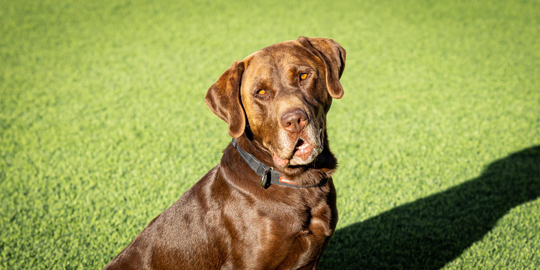 Enlarge Logan, a Adopted Labrador Retriever in Las Vegas, NV image 4/5
