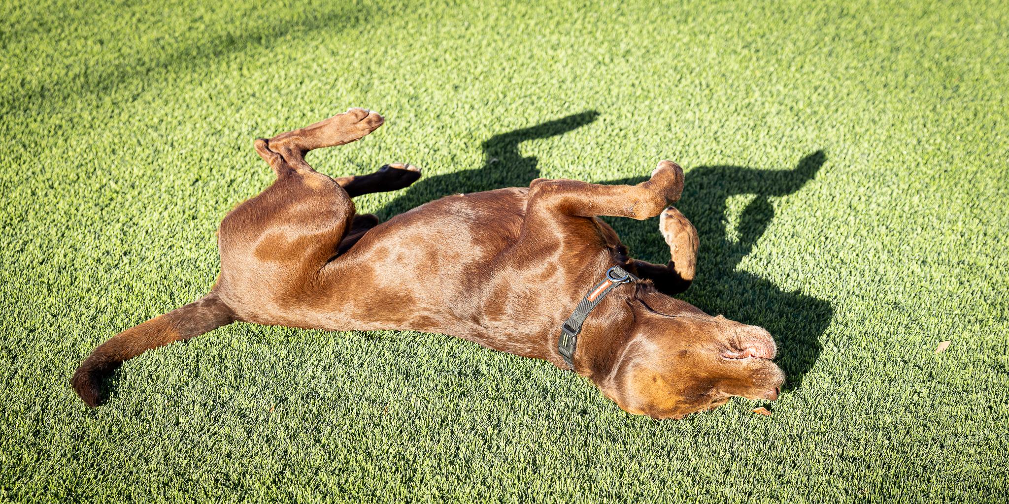 Enlarge Logan, a Adopted Labrador Retriever in Las Vegas, NV image 5/5