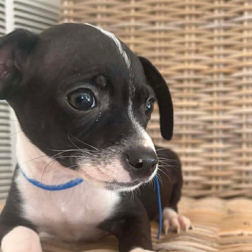 Freddy, Adoptable, Puppy Male Chihuahua & Chihuahua.