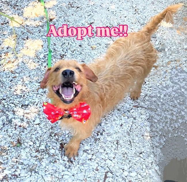 Jabarkus, Adopted, Young Male Terrier.