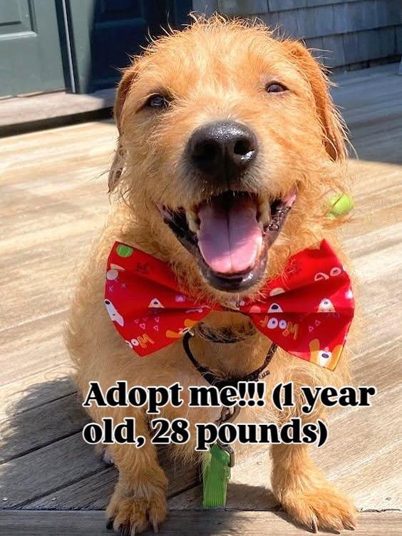 Enlarge Jabarkus, a Adopted mixed breed in Merrimac, MA image 2/5