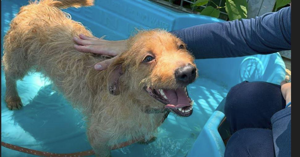 Enlarge Jabarkus, a Adopted mixed breed in Merrimac, MA image 3/5