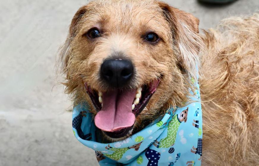 Enlarge Jabarkus, a Adopted mixed breed in Merrimac, MA image 4/5