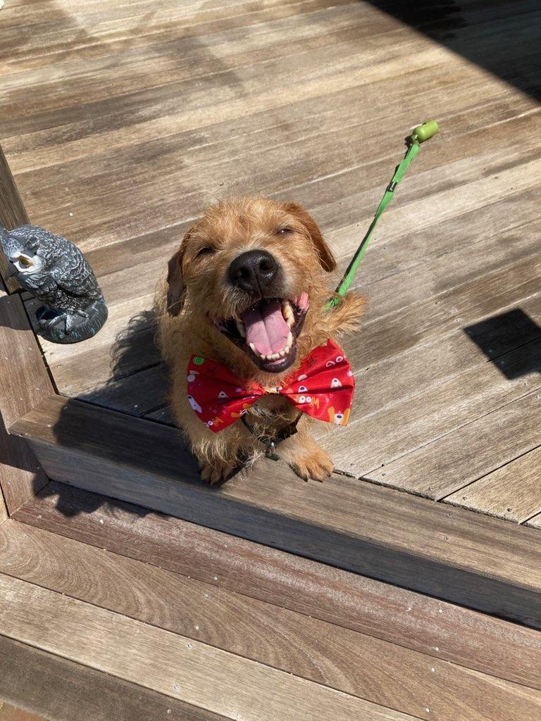 Enlarge Jabarkus, a Adopted mixed breed in Merrimac, MA image 5/5