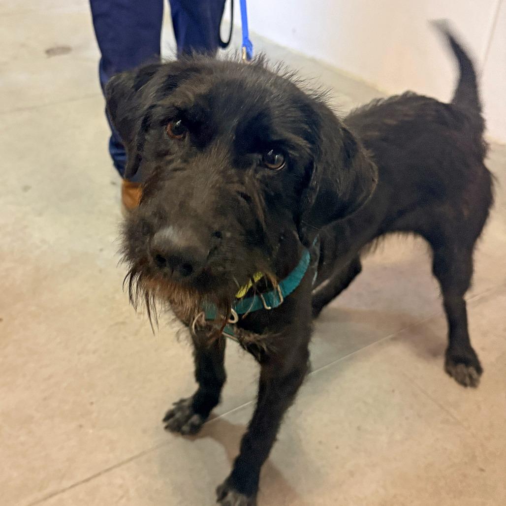 Enlarge Wolfie, a Adoptable Mixed Breed in Murray, UT image 1/2