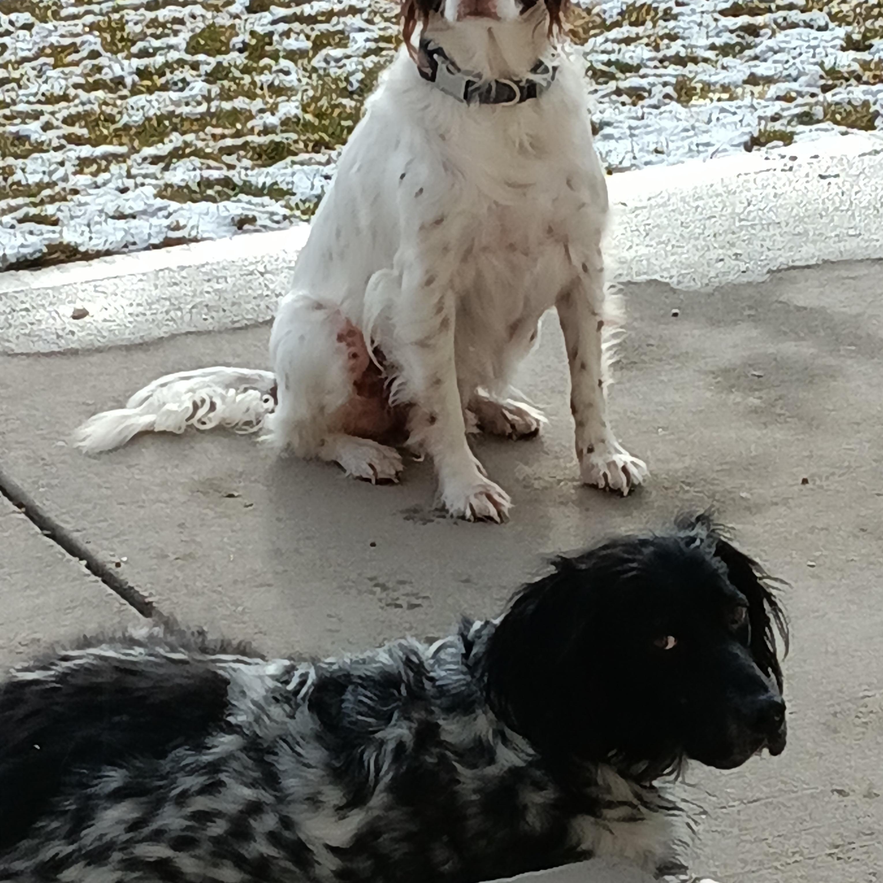 Luna and Bowie, a ADOPTABLE English Setter in Boerne, TX image 2/4