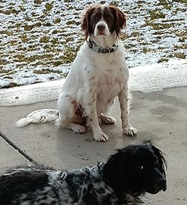 Luna and Bowie, a ADOPTABLE English Setter in Boerne, TX image 4/4