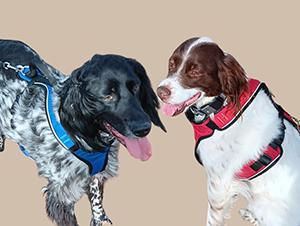 Luna and Bowie, a ADOPTABLE English Setter in Boerne, TX image 1/4